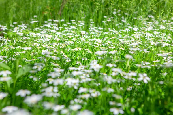 Prado Verde Con Flores Silvestres Blancas —  Fotos de Stock