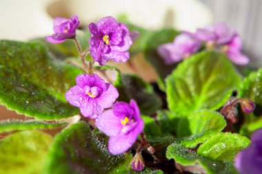 Su damlaları menekşe çiçeklerine düşer. 