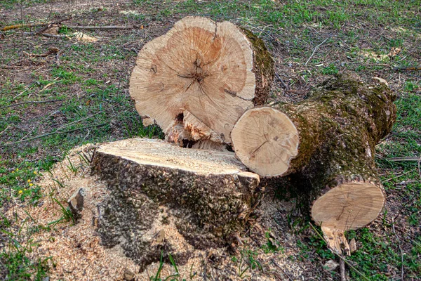 Árvore Recém Derrubada Cena Madeira — Fotografia de Stock