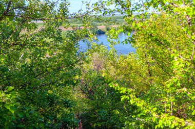 İlkbaharda dalların arasından nehir manzarası