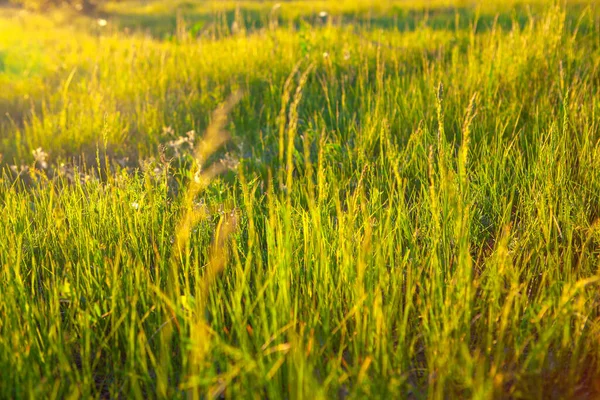 Achtergrond Van Ongecultiveerd Gras Het Voorjaar — Stockfoto