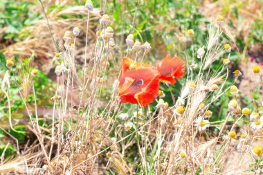 Çiçek açmış gelincikler ve papatyalar