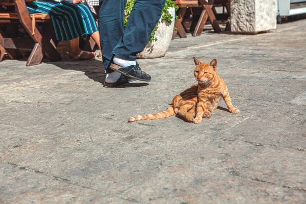 Gatto Rosso Sdraiato Sul Marciapiede — Foto Stock