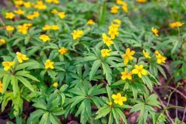 Ormanda vahşi sarı çiçekler 