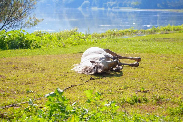 Белый Конь Лежит Свежей Траве — стоковое фото