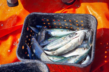 Okyanus sardalyasını sepette yakaladım. 