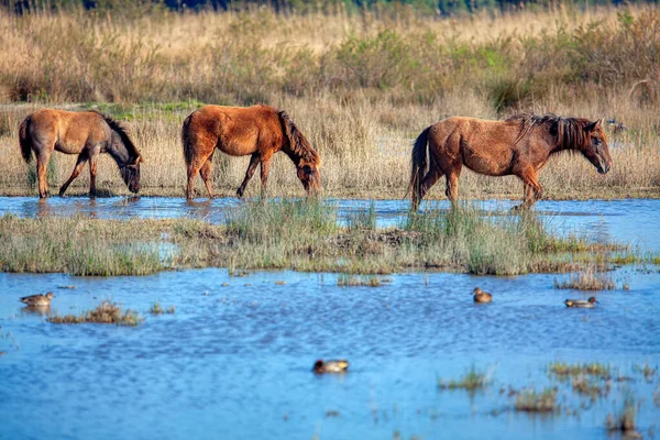 Tre Giovani Cavalli Selvatici Che Camminano Sull Acqua — Foto Stock