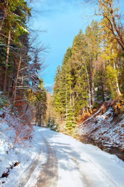 Ormanda kış karlı yolu 