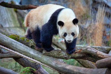 Dallardaki sevimli panda