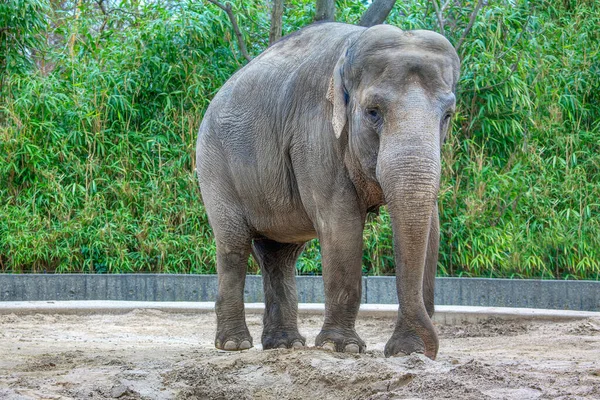 Asian Elephant Largest Land Mammal Asia — Stock Photo, Image