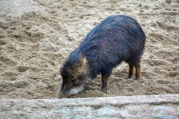 Babi Muda Berdiri Pasir — Stok Foto