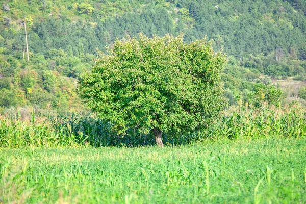 Орехово Зеленое Дерево Растущее Сельскохозяйственном Поле — стоковое фото