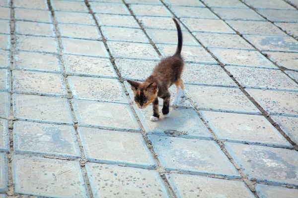 Gatito Abandonado Camina Acera —  Fotos de Stock