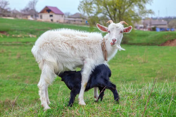 Witte Geit Zwart Lam Weide — Stockfoto