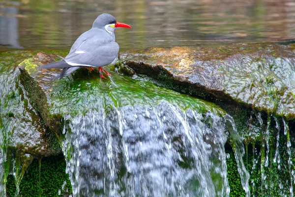 Larosterna Inca Pássaro Cachoeira — Fotografia de Stock