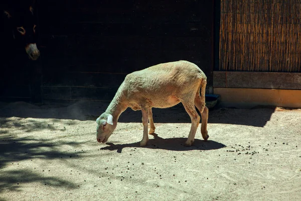 domestic sheep on the sunny side of the farmyard