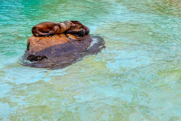 Seelöwen Schlafen Auf Dem Felsen Wasser — Stockfoto