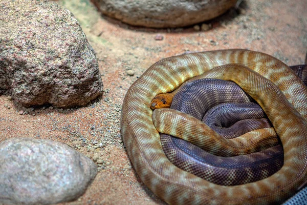 Τυλιγμένο Φίδι Woma Πύθωνας Μεταξύ Των Λίθων — Φωτογραφία Αρχείου