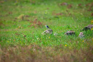 Küçük kuş yeşil çayırdaki taşın üzerinde duruyor. 