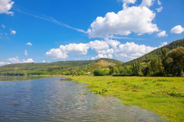 Yazın yeşil nehir manzarası