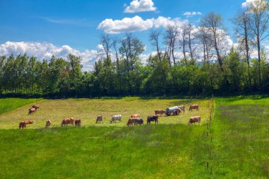 Yeşil çayırda inekleri olan ekolojik bir çiftlik. 