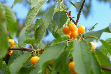 Ağaçta yetişen doğal sarı kirazlar yemeye hazır.