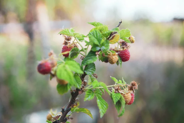 fresh and tasty raspberries growing on the bush