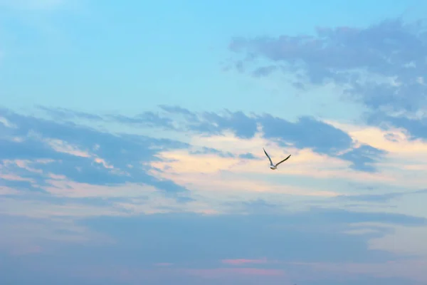 羽を生やしたまま空を飛ぶカモメ — ストック写真