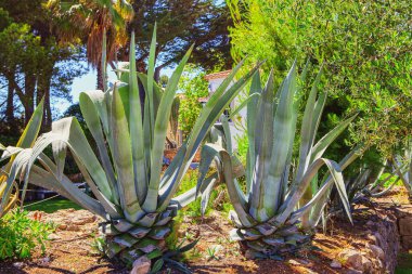 Aloe Vera bitkileri tropikal bölgede yetişir. 