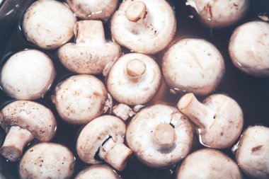 Mantar şampiyonları öğle yemeği hazırlığı için suda.