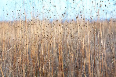 Sonbaharda kurak bitkiler, vahşi doğanın yakın görüntüsü.