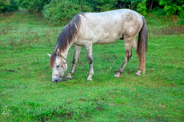 Cavalo Branco Doméstico Pastando Grama Fresca — Fotografia de Stock