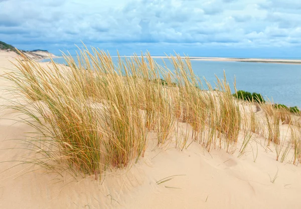 Trockenes Gras Wächst Wilden Sandstrand — Stockfoto