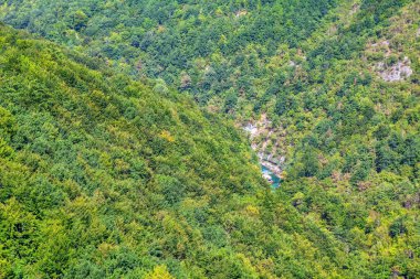 Balkan Dağları 'ndaki Moraca Nehri çevresindeki yeşil orman 
