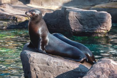 Kaliforniya Deniz Aslanı kayanın üzerinde yatan vahşi hayvanlar
