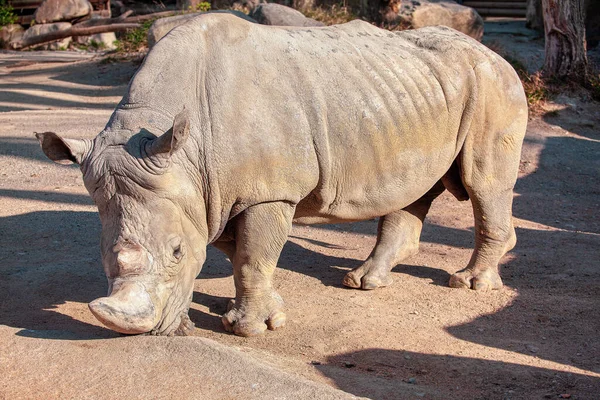 Rinoceronte Blanco Del Sur Mayor Las Cinco Especies Existentes — Foto de Stock