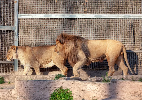 Άγρια Ζώα Λιοντάρι Και Λέαινα Κλουβί — Φωτογραφία Αρχείου
