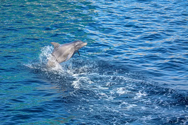 イルカが水から飛び降り ストック写真