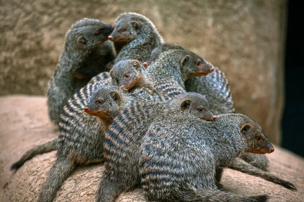 Familj Randig Mongoose Stående Tillsammans — Stockfoto