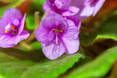 Yeşil yapraklı menekşe çiçeklerinin resmini kapat