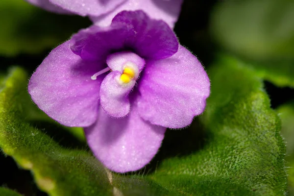 Bitkisi Menekşe Çiçeği Makro Resmi — Stok fotoğraf