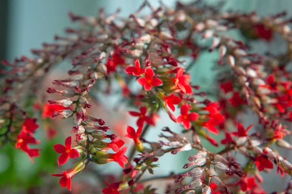 赤いハウスプラントの花カランチョーネが咲き — ストック写真
