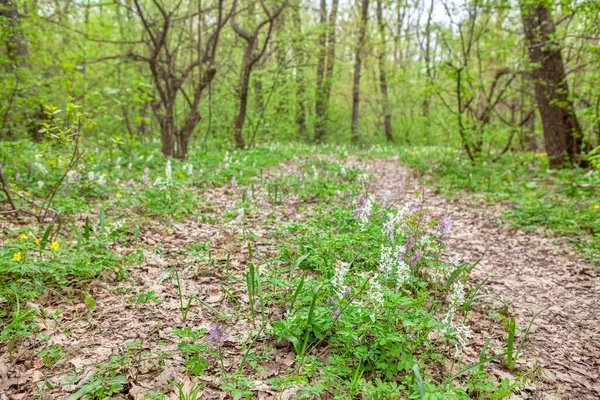 Bosque Con Flores Temporada Primavera —  Fotos de Stock