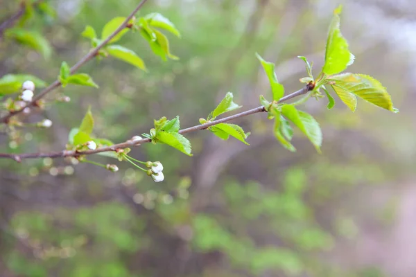 Rameau Aux Fleurs Cerisier Feuilles Vertes — Photo