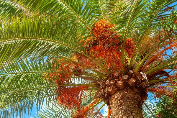 Areca Nüsse Und Palmzweige — Stockfoto