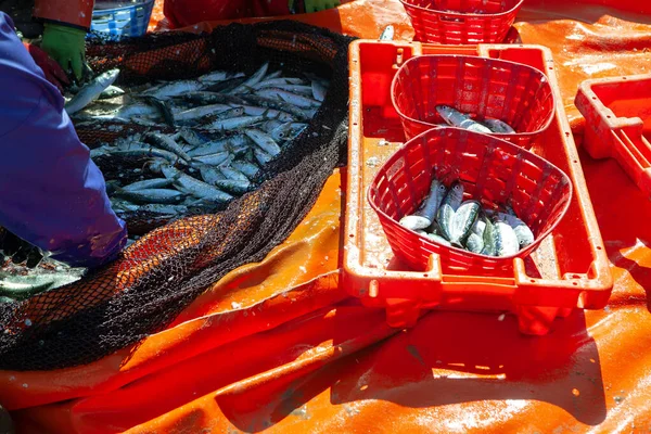 Captura Sardinas Atlánticas Los Pescadores Clasifican Los Peces Cestas —  Fotos de Stock