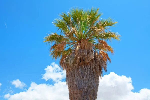 Een Shaggy Palmboom Tegen Blauwe Lucht — Stockfoto