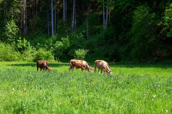 Jonge Kalveren Die Vers Gras Grazen — Stockfoto