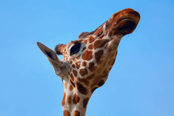 Retrato Girafa Tímida Bonito — Fotografia de Stock