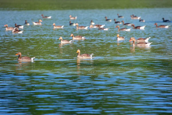 Bandada Gansos Greylag Nadando Lago — Foto de Stock